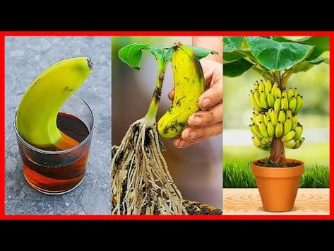 Banana Tree From Banana, Grow Banana Tree, How To Grow Bananas, Growing Vegetables In Pots, How To Grow Lemon, Growing Fruit Trees, Banana Fruit, Plant Hacks, Banana Plants