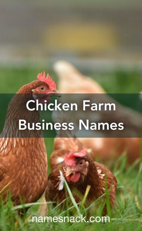 Chicken Farm Names Ideas, Chicken Business Name Ideas, Farm Names Unique, Farm Names Ideas, Chicken Coop Names, Poultry Business, Bakery Names, Beef Farming, Cute Chicken Coops