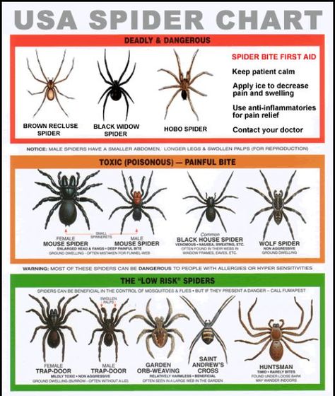 This is good to know.  TIP for ants: Get Rid of Ants: Put small piles of cornmeal where you see ants. They eat it, take it 'home,' can't digest it so it kills them. It may take a week or so, especially if it rains, but it works and you don't have the worry about pets or small children being harmed! Spider Identification Chart, Spider Chart, Spider Identification, Hobo Spider, Dangerous Spiders, Spider Venom, Brown Recluse, Spider Bites, Apocalypse Survival