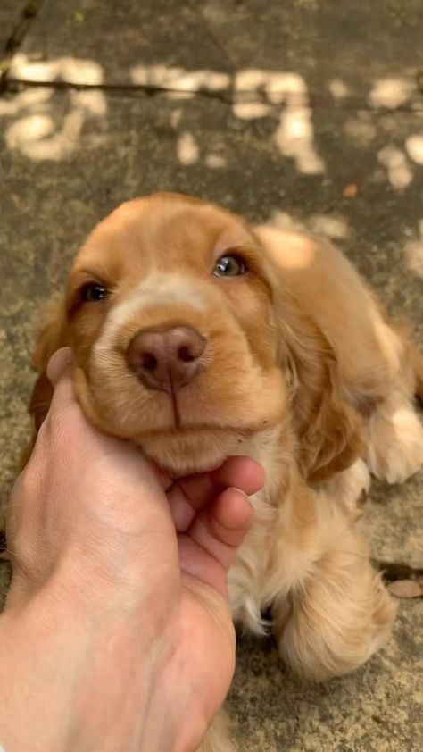 @nola.thecocker 🥹😍 #lefeuilleter | Instagram Perro Cocker Spaniel, Cute Fluffy Puppies, Golden Cocker Spaniel, Cute Dogs Images, Fluffy Puppies, Cocker Spaniel Puppies, Cocker Spaniels, Getting A Puppy, Puppy Photos