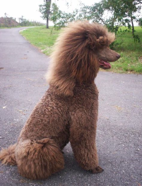 Yay or Nay? Standard Poodle Mullet, Dog Mullet Haircut, Poodle Mullet, Dog Mullet, Standard Poodle Grooming, Standard Poodle Haircuts, Poodle Haircuts, Poodle Doodle, Anjing Poodle