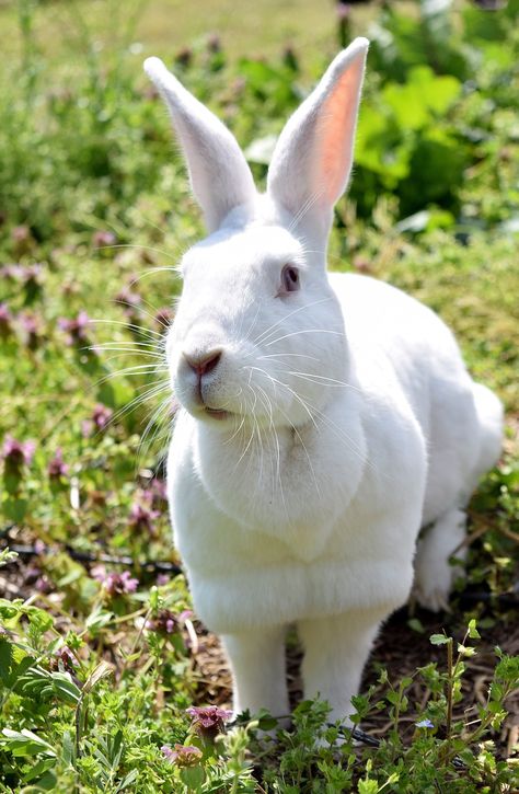 Olaf Rabbit New Zealand, #Olaf, #Zealand, #Rabbit Cute White Rabbit, New Zealand Rabbits, Meat Rabbits, Rabbit Breeds, Farming Business, Fur Trade, White Rabbits, Like Animals, Ap Art