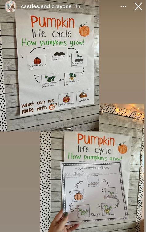 Daycare Classroom, Pumpkin Life Cycle, Miss D, Planting Pumpkins, Growing Pumpkins, Green Pumpkin, Fall Halloween Decor, Growing Flowers, Pumpkin Seeds