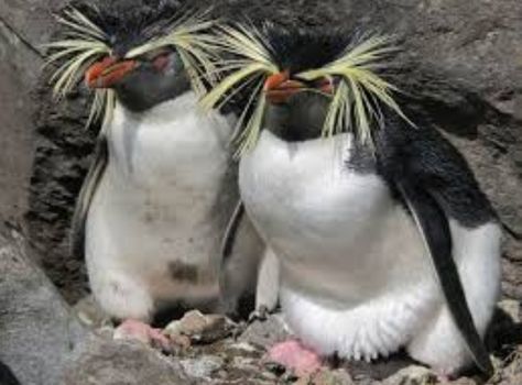 I think they are the funniest looking penguins! Penguins Project, Galapagos Penguin, Rockhopper Penguin, Penguin Pictures, Kingdom Animalia, Flightless Bird, Shorebirds, Endangered Animals, Animal Species