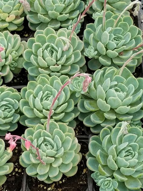 Echeveria Succulent Care, Echivera Succulents Types, Echeveria Succulent, Opalina Succulent, Echeveria Care, Blooming Succulents, Blue Echeveria, Echeveria Types, Cactus Types