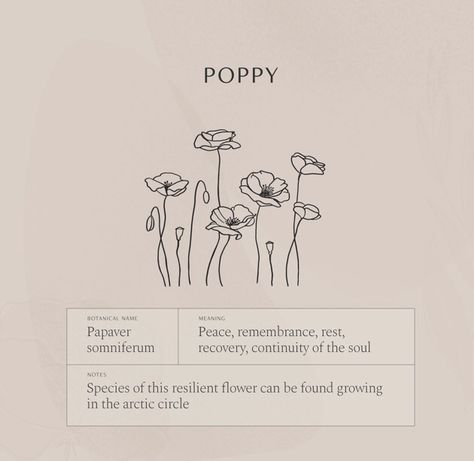 Poppy Flower Tattoo Meaning, Poppies Meaning, Wildflower Symbolism, Poppy Meaning, Poppy Quotes, Poppy Flower Meaning, Esthetician Tattoo, Meaningful Flower Tattoos, Poppy Tattoo Meaning