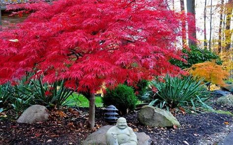 10 Trees That Require Little Growing Space ~ Bees and Roses Red Dragon Japanese Maple, Trees For Front Yard, Red Maple Tree, Myrtle Tree, Landscaping Trees, Japanese Maple Tree, Red Tree, Japanese Maple, Maple Tree