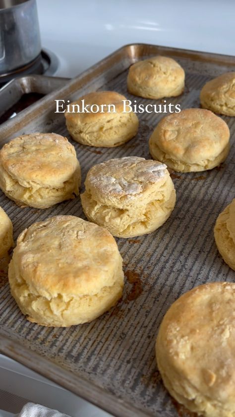 Victoria @ A Modern Homestead | These einkorn biscuits are a staple! Easy to make and soooo tender! We like to have them with soup, for breakfast, or as a snack on their… | Instagram Einkorn Biscuits Recipe, Einkorn Drop Biscuits, Einkorn Biscuit Recipe, Einkorn Breakfast Recipes, Einkorn Bread Recipe, Einkorn Bagels, Einkorn Biscuits, Einkorn Pancakes, Einkorn Pizza Dough