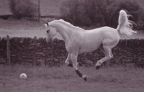 Milton Horse Playing, Jumping Horses, Show Jumping Horses, Cute Ponies, Horse Stalls, Dressage Horses, Horse Trailers, All The Pretty Horses, Playing Football