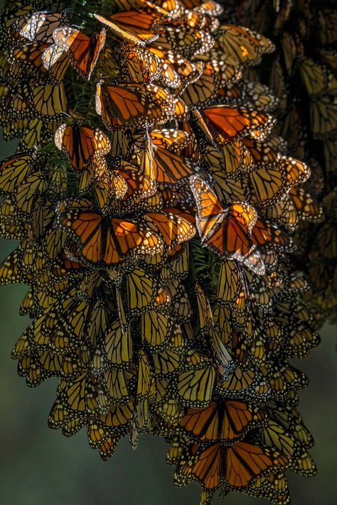 Fae Royalty, Monarch Aesthetic, Monarch Butterfly Images, Monarch Butterfly Drawing, Monarch Butterflies Photography, Monarch Butterfly Art, Monarch Migration, Autumn Butterfly, Mexican Town