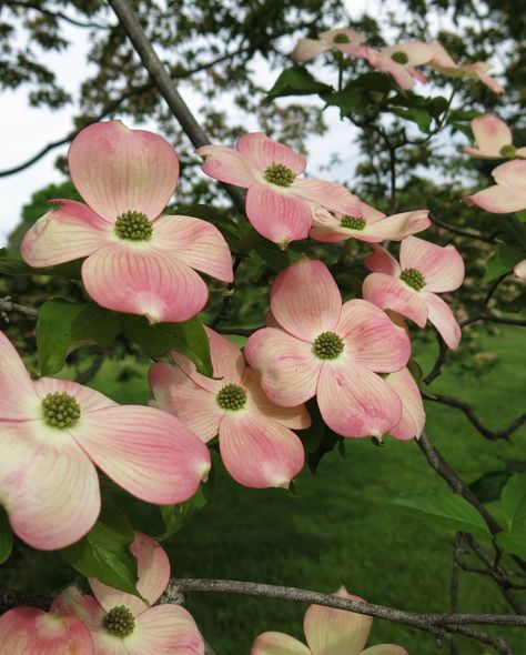 Nantucket Gardens, Cherry Types, Spring Flowering Trees, Dogwood Blooms, Dogwood Flower, Tree Study, Dogwood Blossoms, Flower Picture, Rutgers University