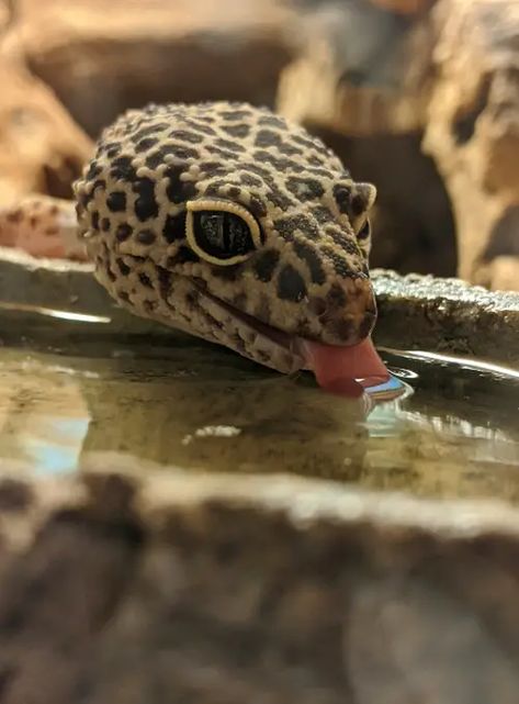 Common Mistakes New Leopard Gecko Owners Make – Leopard Gecko Habitat Leopard Gecko Natural Habitat, Leopard Gecko Cage Ideas, Leaped Gecko, Leopard Gecko Habitat, Gecko Habitat, Leopard Gecko, Gecko, Habitat, Quick Saves