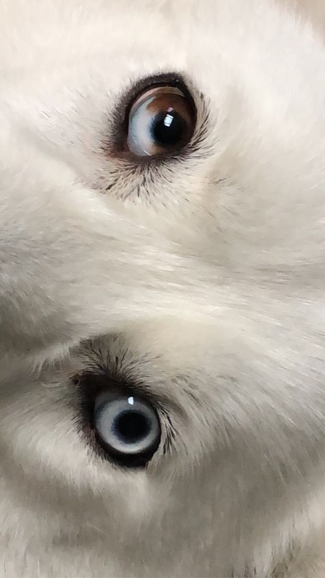 Look into her angel eyes one look and youre hypnotised #huskypuppies #huskydogs #husky #HuskySibir Husky Dogs, Angel Eyes, Siberian Husky, Medium Length, Husky, Angel, Puppies, Dogs