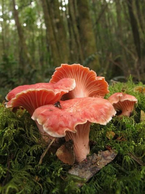 Cottagecore Photography, Aesthetic Mushrooms, Mushrooms Aesthetic, Terrasse Design, Mushroom Plant, Mushroom Pictures, Mushroom Crafts, Fairy Aesthetic, Mushroom Fungi