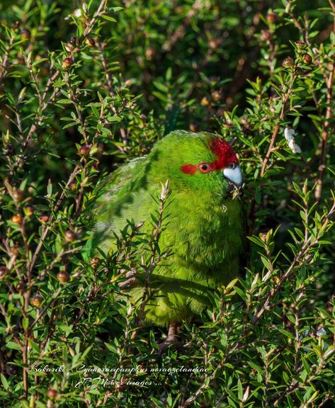 Red Crowned Kakariki Nz Animals, Red Crown, Parrot, New Zealand, Cute Animals, Birds, Red, Animals, Quick Saves