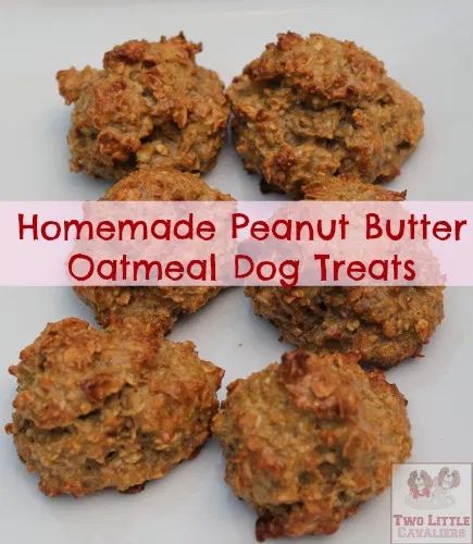 Oatmeal Dog Treats, Dog Treats Homemade Easy, Dog Biscuit Recipes, Homemade Oatmeal, Peanut Butter Dog Treats, Dog Treats Homemade Recipes, Pet Tips, Diy Dog Treats, Puppy Treats