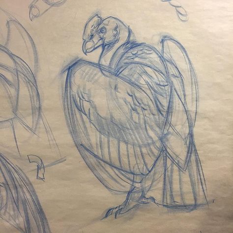 CDA LA Zoo demo andean condor #conceptdesignacademy #animaldrawing #lazoo #animalanatomy #animalsketch #condor #raptor #andeancondor #jonkuo #jonnadon1 #jonnadon #jonathankuo