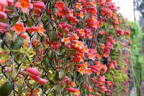 Vine Covered Fence | ... last year to cover the back chain link fence and right now the vines Chain Link Fence Cover, Chain Fence, Pergola Cover, Fence Plants, Natural Fence, Growing Vines, Garden Vines, Front Yard Fence, Farm Fence