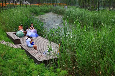 Image 8 of 23 from gallery of Minghu Wetland Park / Turenscape. Photograph by Turenscape Wetland Park, Landscape And Urbanism, Landscape Architecture Design, River Park, Urban Park, River Bank, Water Management, Rain Garden, Green City