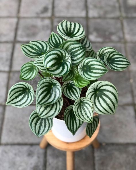 7 Tips for Growing Peperomia Plants - Garden Lovers Club Watermelon Peperomia, Snake Plant Care, Foliar Spray, Peperomia Plant, Plant Goals, Orchid Bark, Diy Leaves, Plant Fungus, Plants Garden