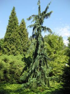 Chamaecyparis nootkatensis 'Green Arrow' (Bickelhaupt) - Rotary Botanical Gardens Green Arrow Weeping Alaskan Cedar, Weeping Alaskan Cedar, Pokemon Cosplay, Black Canary, Green Arrow, Power Girl, Shade Garden, Gamer Girl, Botanical Gardens