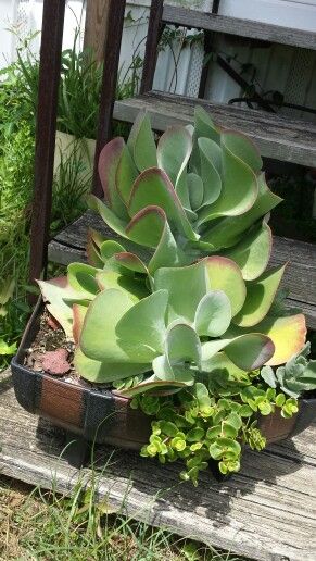 Flap jack kelanchoe Flap Jack Succulent, Flap Jack, Succulent Plants, Cactus And Succulents, Cacti And Succulents, Diy Garden Decor, Planting Succulents, Container Gardening, Diy Garden