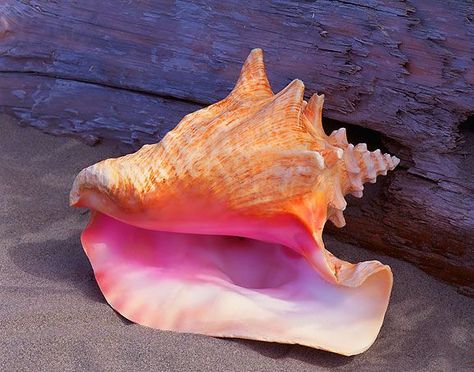 25+ best ideas about Conch shells on Pinterest | Sea shells, Conch ... Seashells Photography, Ayurveda Life, Ocean Treasures, She Sells Seashells, Shell Beach, Nature Tattoos, Conch Shell, Shell Art, In The Ocean