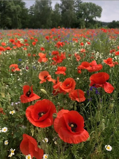 Poppy Flower Painting, Wild Poppies, Aesthetic Garden, Garden Decor Ideas, Garden Aesthetic, Poppy Painting, Nothing But Flowers, Flower Therapy, Language Of Flowers