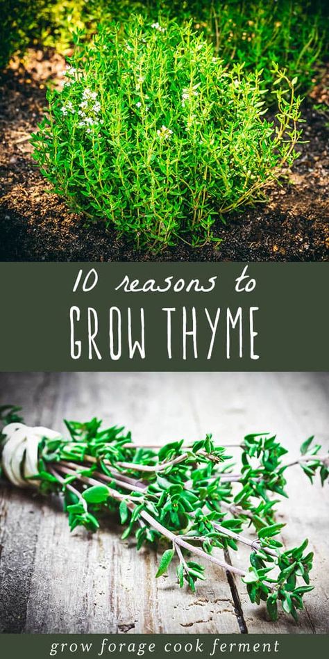 Thyme is an amazing herb that has culinary and medicinal uses as well as being good for the garden. Learn about all the reasons to grow thyme in your herb garden! Grow Thyme, Growing Thyme, Indoor Herbs, Herbs Growing, Thyme Plant, Spice Garden, Medicinal Herbs Garden, Harvesting Herbs, Benefits Of Gardening