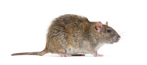 Rat Infestation, Brown Rat, Dog Films, Rat Traps, A Rat, Man And Dog, Types Of Dogs, Dogs For Sale, What Is The Difference Between