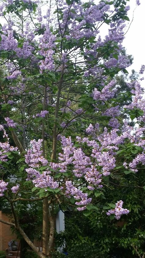 Royal Empress Tree, Paulownia Tomentosa. How my garden grows. Victoria Plum Tree, Paulownia Tree, Empress Tree, Old Wisteria Tree, African Talisay Tree, Purple Flowering Tree, Creek Garden, Desert Gardening, Blue Trees