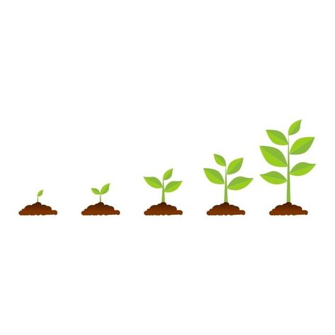 bean,bio,botanical,branch,care,co2,co2 emission,co2 molecule,cultivation,cycle,development,eco,ecology,environment,evolution,flat,foliage,germination,green,ground,grow,growing,growth,icon,infographic,leaf,natural,nature,organic,oxygen,phase,plant,plant growing,process,progress,result,sapling,seed,seedling,sequence,set,soil,spring,sprout,stem,step,tree,vector,tree vector,leaf vector,infographic vector,plant vector,color vector,green vector,nature vector,spring vector,branch vector,greenery,enviro Growth Icon, Seed Illustration, Tree Growth, Plant Icon, Christmas Tree Background, Tree Vector, Green Ground, Cartoon Cartoon, Tree Clipart