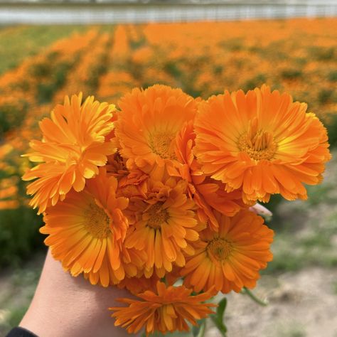 Calendula 🧡 Did you know you can harvest multiple times? You can harvest calendula flowers multiple times during a season. Calendula plants will rebloom in about two weeks after being harvested. Calendula Aesthetic, Calendula Flowers, Calendula Flower, Did You Know, Canning, Plants, Flowers, Quick Saves, Nature