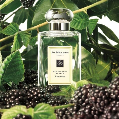 Blackberry & Bay Cologne - Jo Malone London | Sephora Blackberry Juice, Jo Malone London Perfume, Joe Malone, Blackberry Picking, Jo Malone Perfume, Wedding Perfume, Perfume Scents, Jo Malone London, Jo Malone