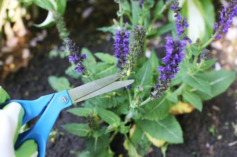 ... Salvia Plants, Meadow Sage, Purple Salvia, Front Flower Beds, Snake Plant Care, Flower Care, Yard Work, Flowers Perennials, Landscaping Plants