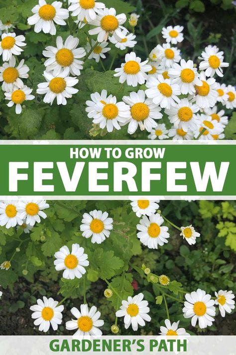 Are you looking for an attractive flowering shrub that produces white and yellow daisy-like flowers? How about one that also has medicinal qualities? Try growing feverfew (Tanacetum parthenium). Learn more about this shrubby beauty now with our growing guide on Gardener’s Path. #feverfew #medicinalherbs #gardenerspath Feverfew Plant, Tanacetum Parthenium, Heirloom Flowers, Backyard Hacks, Medicine Garden, White And Yellow Flowers, Medicinal Herbs Garden, Grow Herbs, Herb Garden In Kitchen