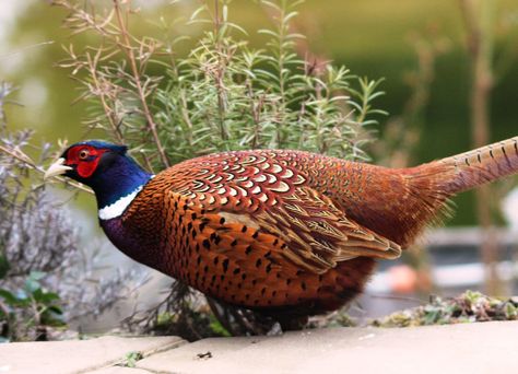 South Dakota State Bird Ring-neck Pheasant Ring Necked Pheasant, Pheasant Hunting, State Birds, Bird Hunting, Turkey Hunting, Archery Hunting, Game Birds, Deer Hunting, Pheasant