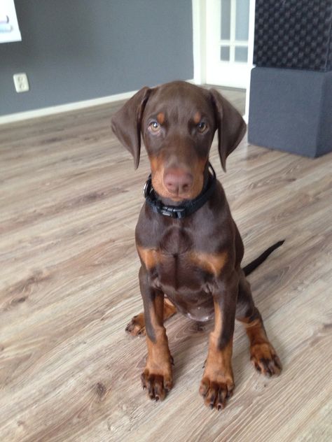 Brown Doberman, Doberman Love, Doberman Pinscher Dog, Doberman Puppy, Doberman Dogs, Puppy Lover, Cute Cute, Brown Dog, Doberman Pinscher