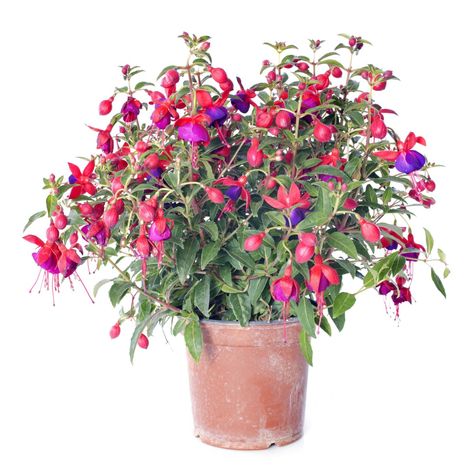 Fuchsia Plant In Pot, Fushia Plant, Fuschia Flowers, Safe House Plants, Plant Herbs, Fuchsia Plant, Poinsettia Care, Poinsettia Plant, Fuchsia Flower