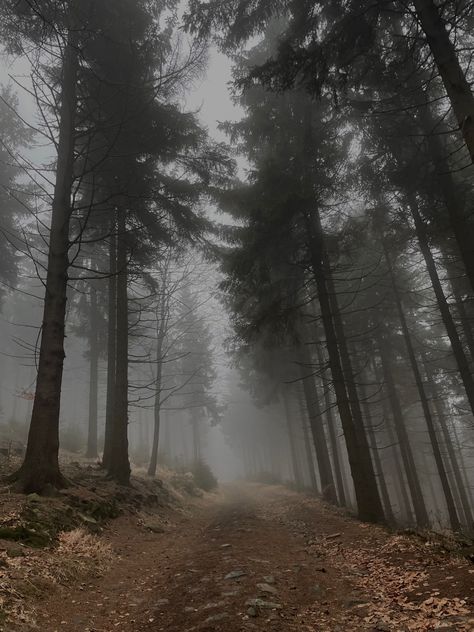 #creepy #foggy #mysterious #forest #path Creepy Path, Creepy Forest Aesthetic, Woods Creepy, Creepy Forest, Witch Hunter, Mysterious Forest, Lost In The Woods, Forest Trail, Foggy Forest