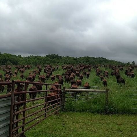 Grand View Bison Ranch on Instagram: “It's Monday let's go! 😁” Ranch Layout, Bison Ranch, Future Farms, It's Monday, Ice Water, Pet Care, Letting Go, Buffalo, Layout