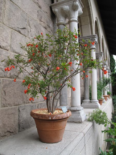 Dwarf Pomegranate Tree Potted Pomegranate Tree, Medieval Garden, Courtyard Patio, Pomegranate Tree, Tattoo Plant, Garden Line, Garden Inspo, Seed Saving, Spring 2025