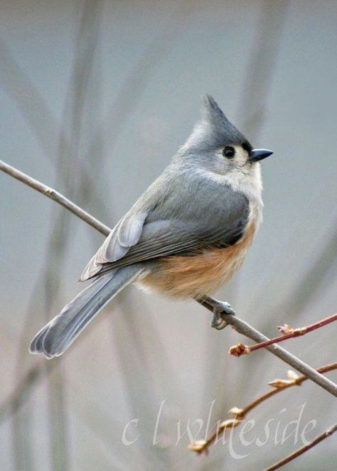 Titmouse Bird, Tufted Titmouse, Bird Watercolor Paintings, Backyard Birds, White Bird, Bird Pictures, Bird Drawings, Pretty Birds, Bird Photo