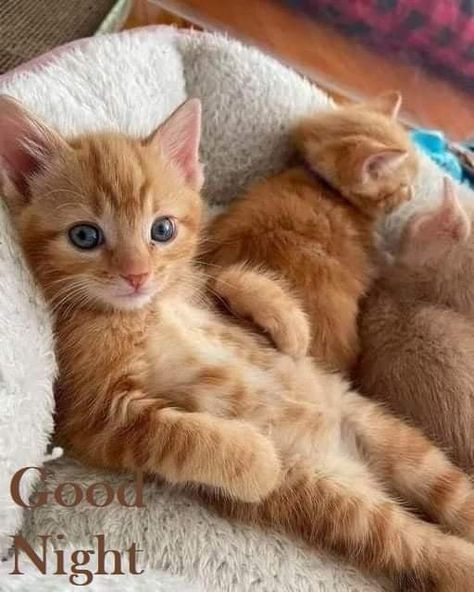 Physical Touch Love Language, Love Language Physical Touch, Touch Therapy, Couple Cat, Beautiful Kittens, Touch Love, Cute Small Animals, Cute Little Kittens, Gorgeous Cats