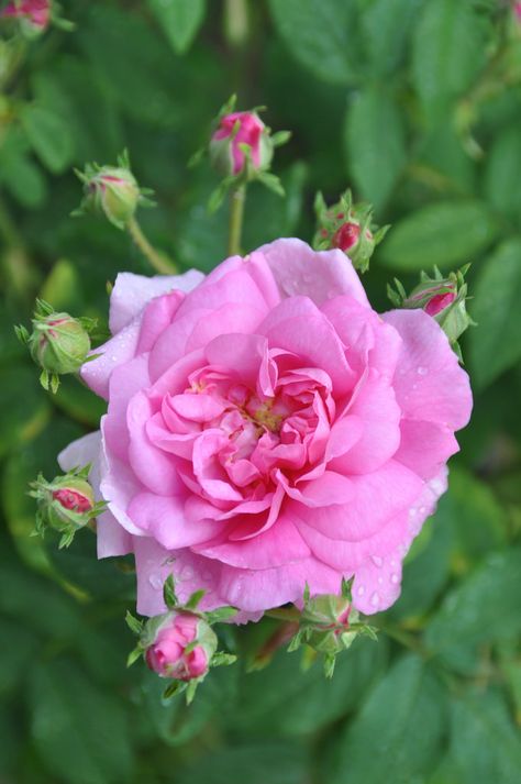 Damascena rose Heritage Rose, Rose Beautiful, Rosa Damascena, Bed Of Roses, Damask Rose, Pink Garden, Rose Bush, English Roses, Antique Roses