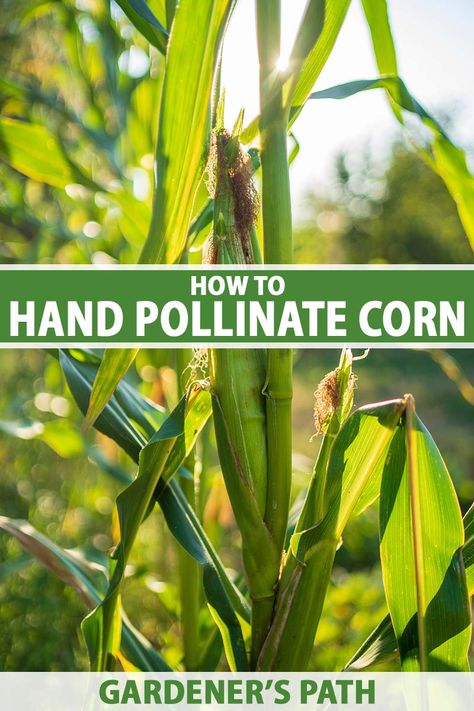 Growing Sweet Corn, Backyard Hacks, Growing Vegetables At Home, Pollinating Flowers, Homestead Gardening, Outdoor Improvements, Growing Vegetables In Pots, Growing Corn, Corn Plant