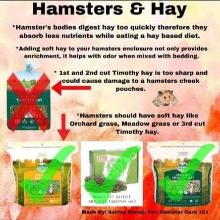 Hamster Feeding Schedule, Hamster Diet, Hamster Stuff, Hamster Life, Hamster Habitat, Hamster Care, Hamster Cages, Cool Tanks, Kit Kat