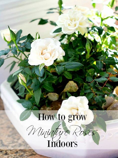 How to care for Miniature Rose Plants Indoors from duke manor farm #roses #garden Indoor Roses, Big Indoor Plants, Rose Plant Care, Miniature Roses, Miniature Rose, Manor Farm, Flower Pot Design, Rose Plant, Rose Care