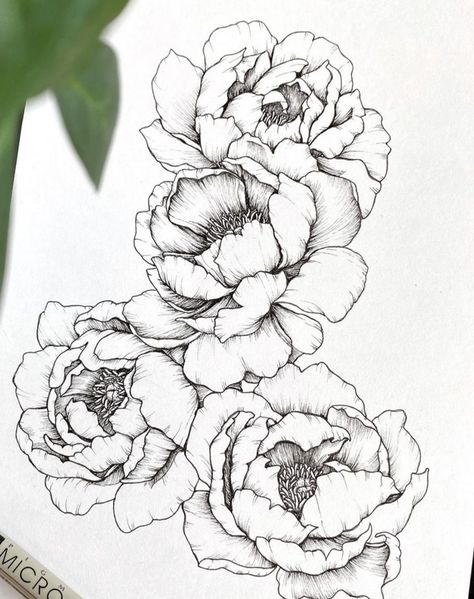 Pioni Flowers Drawing, Peony Ink Drawing, Pioni Flowers Tattoo, Peony Flower Tattoos Drawings, Pioni Flowers, Peonies Sketch, Peony Drawings, Peony Line Drawing, Peony Flower Drawing