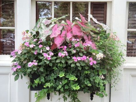 shade window box ivy inpatients caladiums charleston sc Planters For Shade, Window Box Plants, Window Box Garden, Window Box Flowers, Window Planters, Flowers And Greenery, Window Planter Boxes, Flower Window, Garden Containers